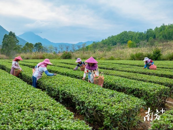 开云体育放射带动茶园面积超50万亩-开云「中国」Kaiyun·官方网站-登录入口